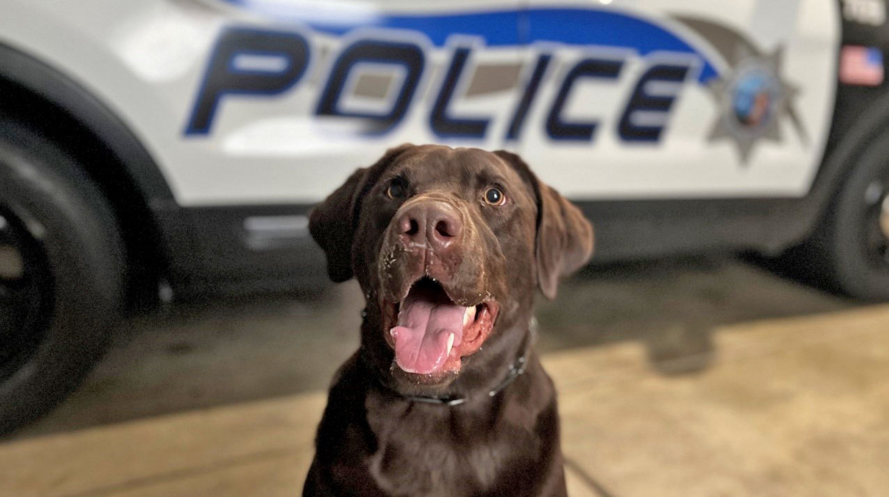 police dog with police car