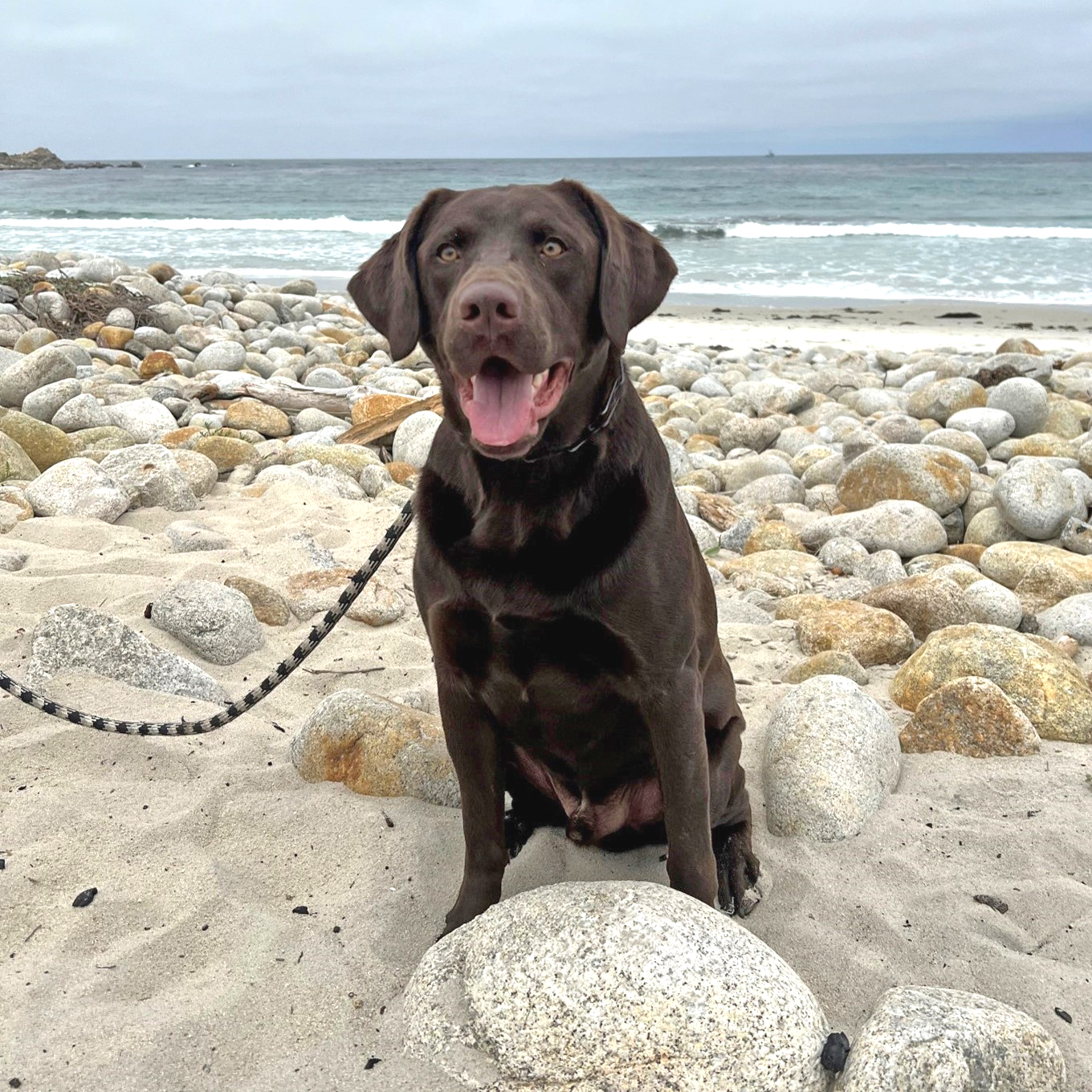 chocolate lab on the beach